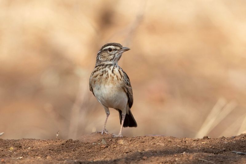 Sabota Lark    South Africa