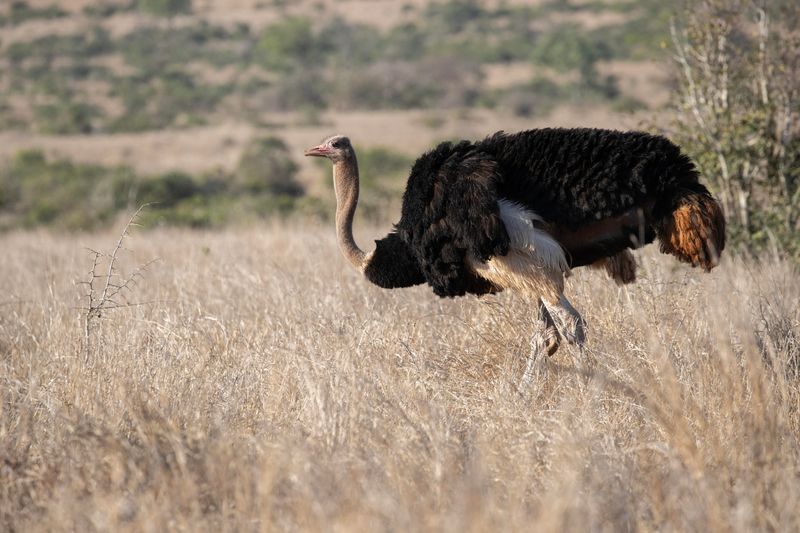 Common Ostrich    South Africa