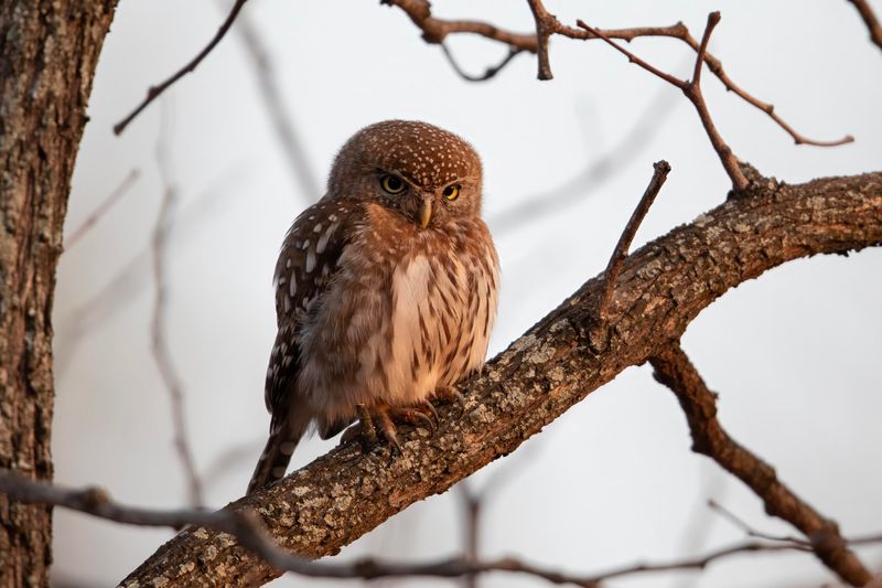 Pearl-spotted Owlet  South Africa