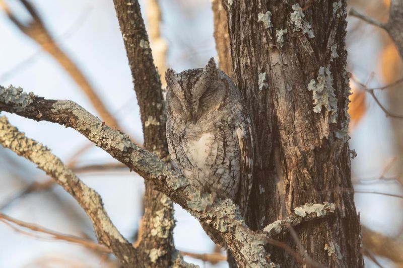 African Scops Owl.  South Africa