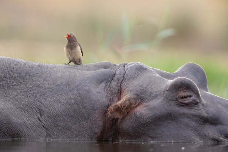 Red-billed Oxpecker.   South Africa