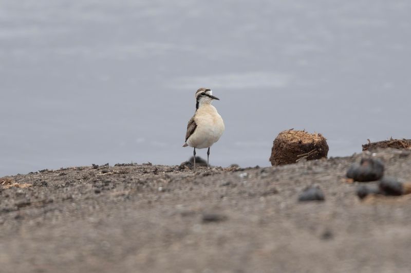 White-fronted Plover    South Africa