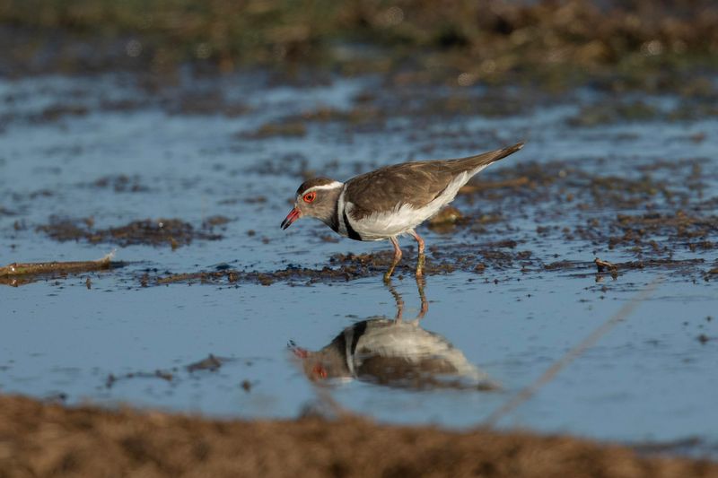 Three-banded Plover    South Africa