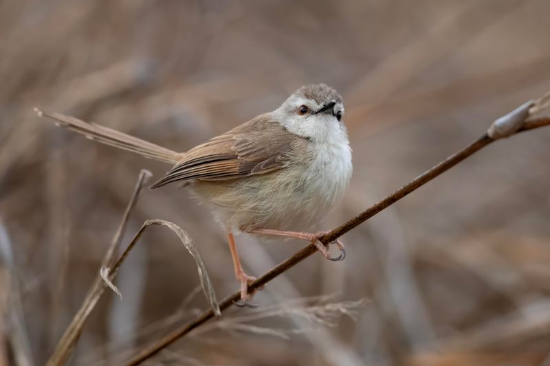 Tawny-flanked Prinia   South Africa