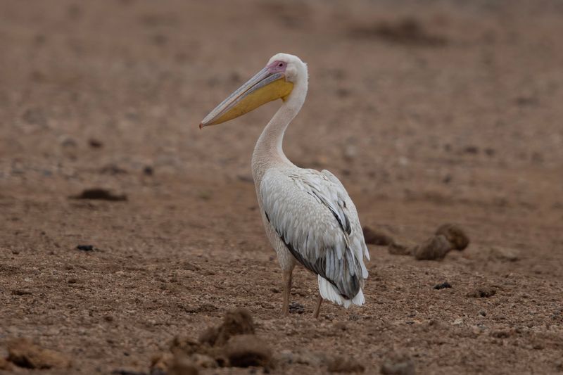 Great White Pelican    South Africa