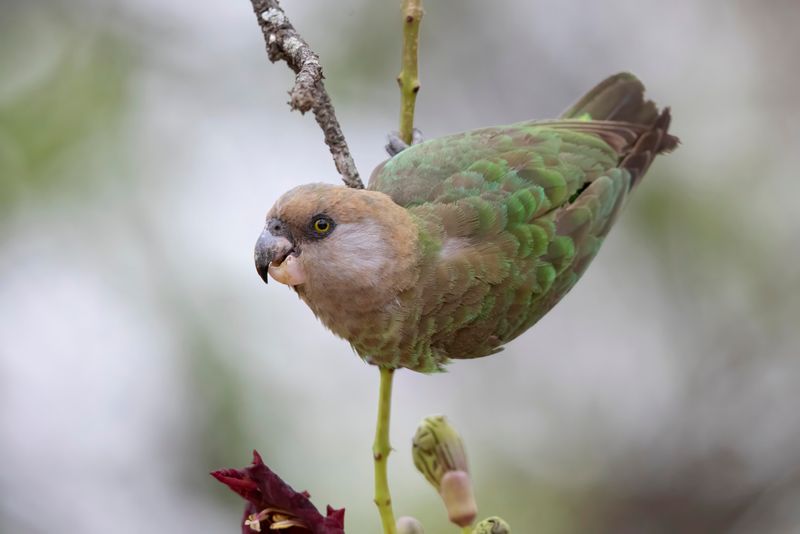 Parrot,Brown-headed