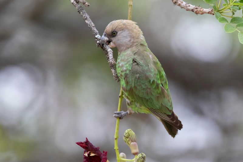 Brown-headed Parrot   South Africa