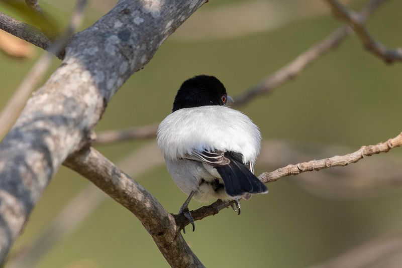 Black-backed Puffback  South Africa