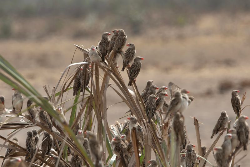 Red-billed Quelea     South Africa