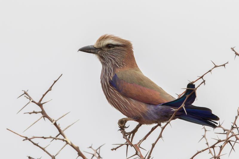 Purple Roller.   South Africa