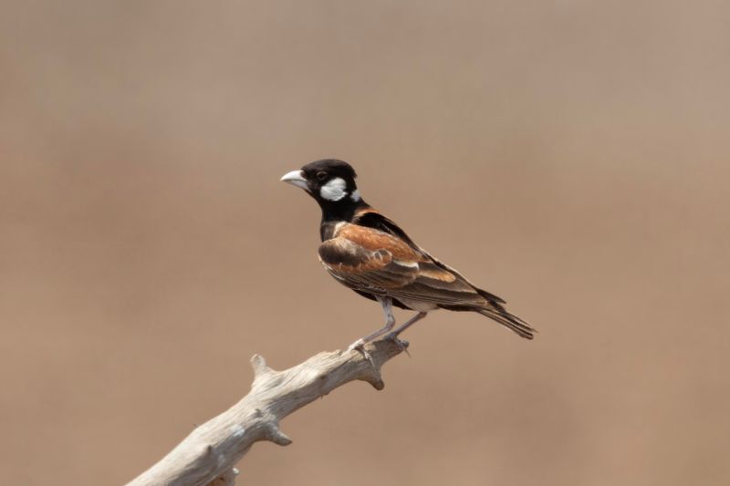Sparrow-lark,Chestnut-backed 
