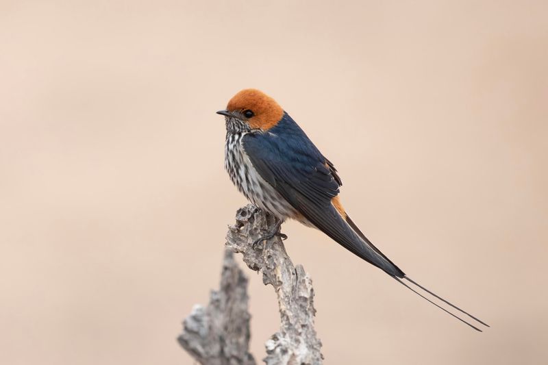 Lesser Striped Swallow    South Africa