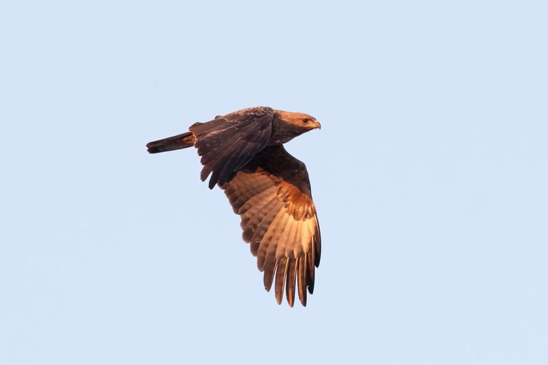 Black Kite  South Africa