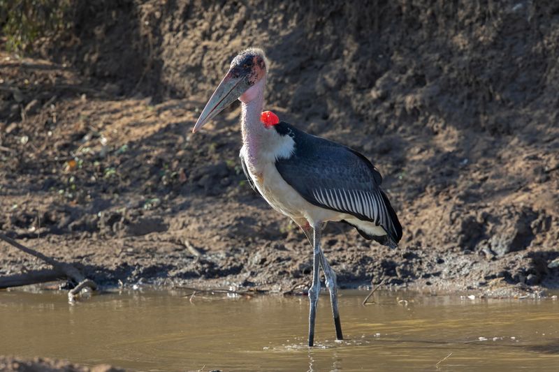 Maribou Stork    South Africa