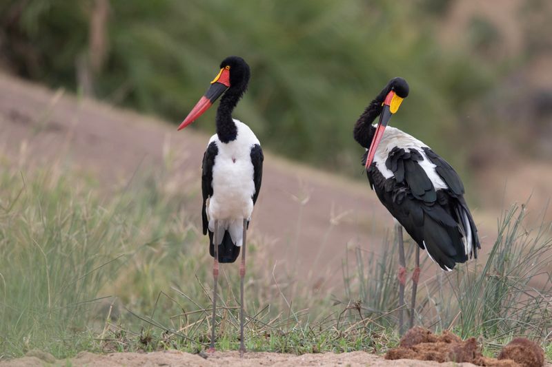 Saddle-billed Stork    South Africa