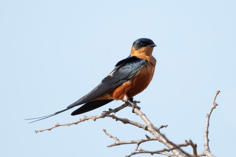 Red-chested Swallow.  South Africa