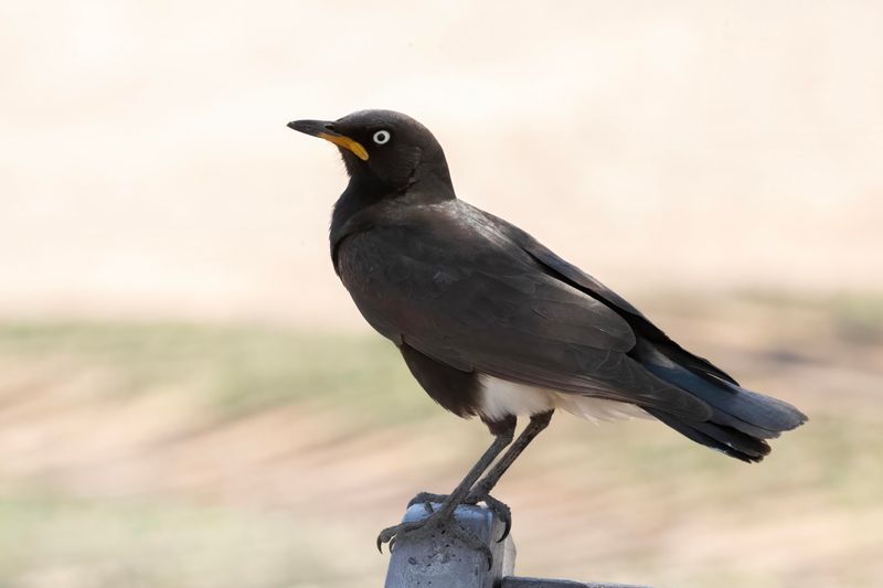 Pied Starling    South Africa