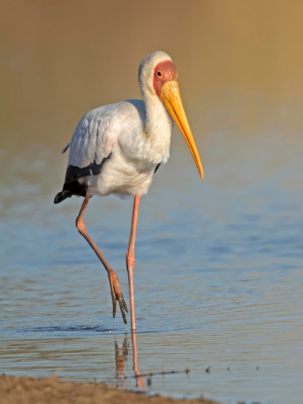 Yellow-billed Stork.   South Africa