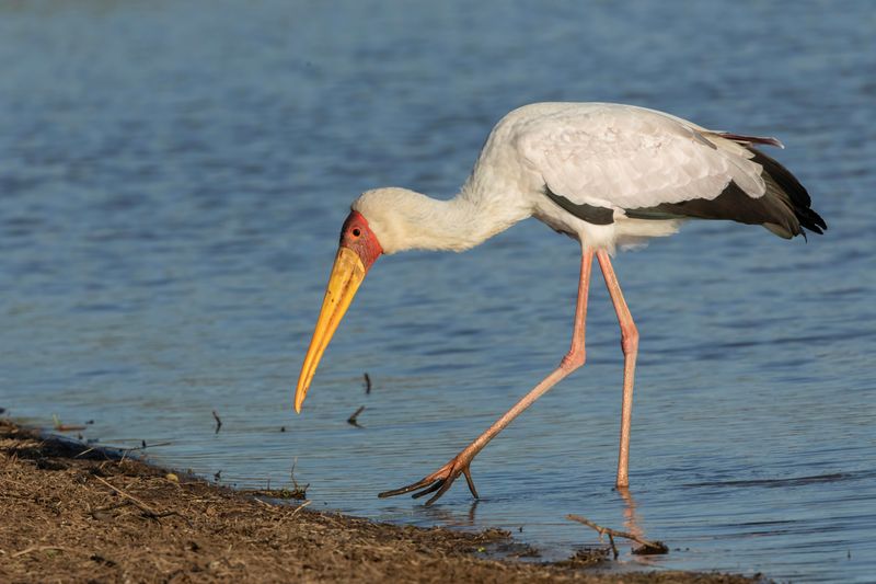 Yellow-billed Stork.   South Africa