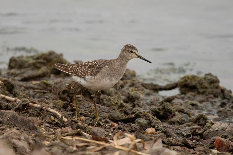 Wood Sandpiper   South Africa