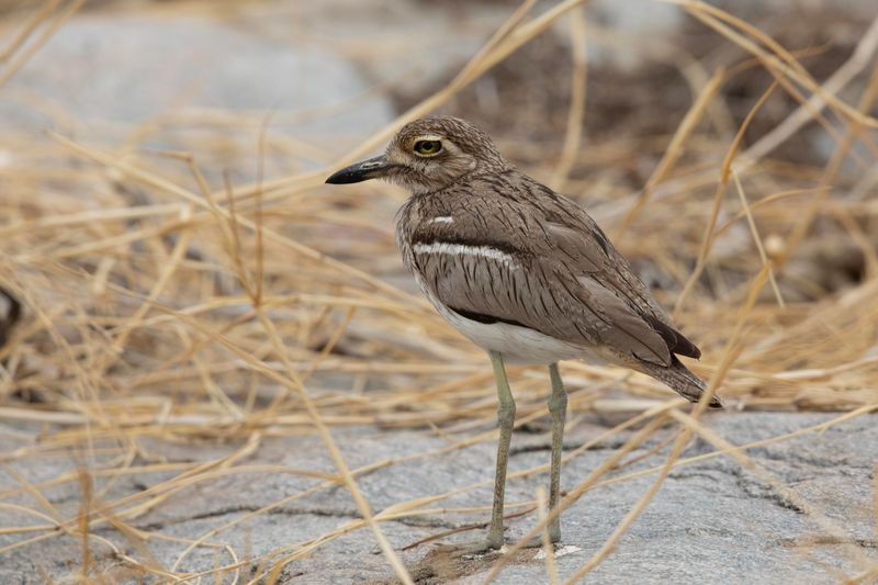Thick-knee,Water 