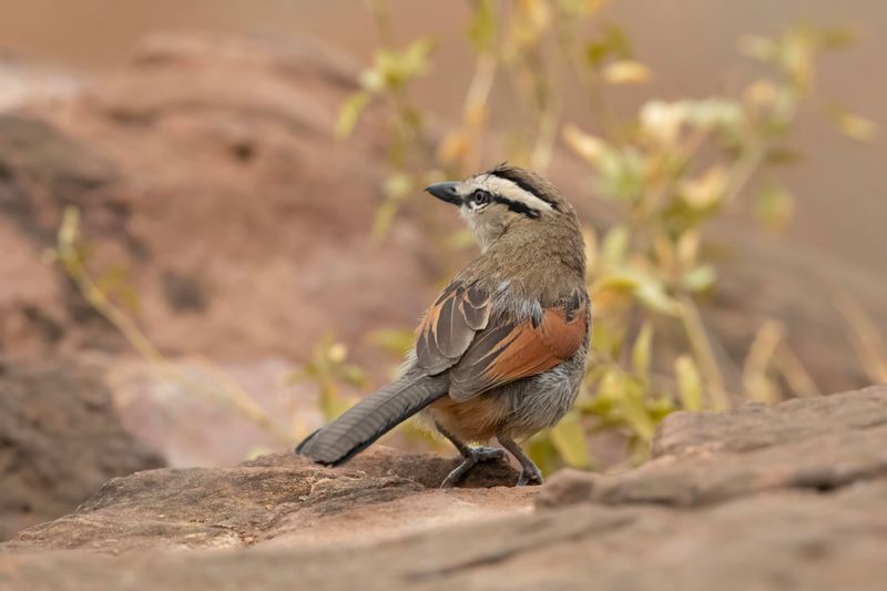 Brown-capped Tchagra.    South Africa