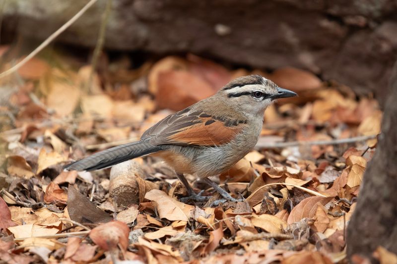 Brown-capped Tchagra.    South Africa