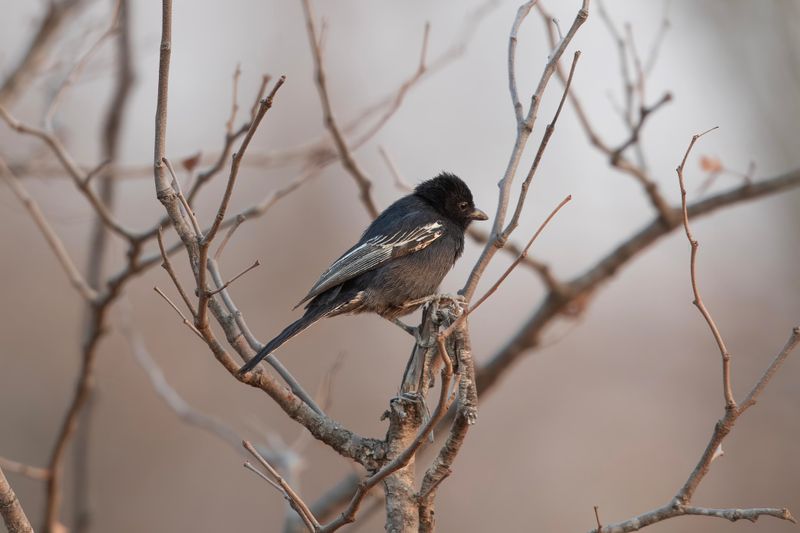 Southern Black Tit.  South Africa