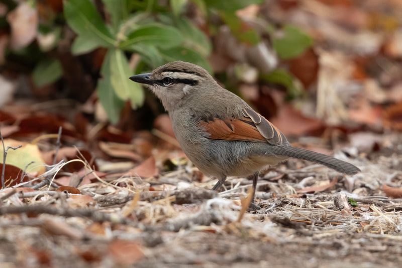 Tchagra,Brown-capped 