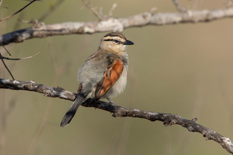 Brown-capped Tchagra.    South Africa