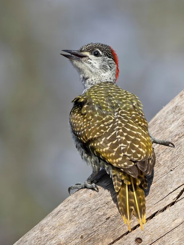 Golden-tailed Woodpecker.   South Africa
