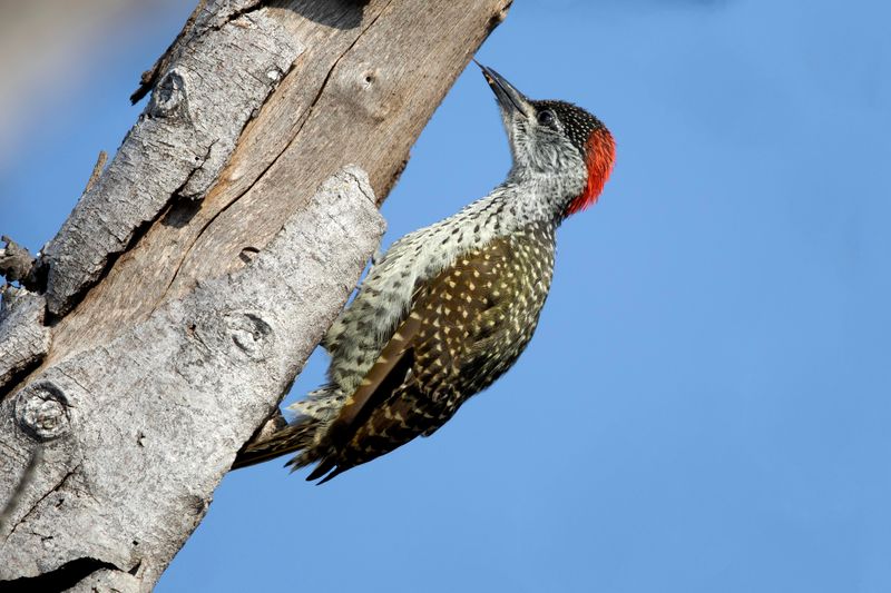 Golden-tailed Woodpecker.   South Africa