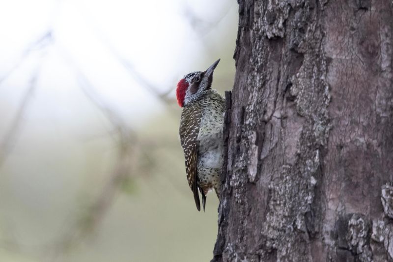 Bennett's Woodpecker.   South Africa