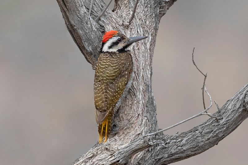 Bearded Woodpecker.    South Africa 