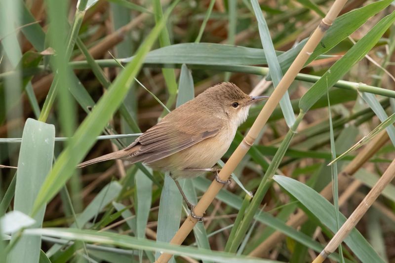 African Reed Warbler    South Africa
