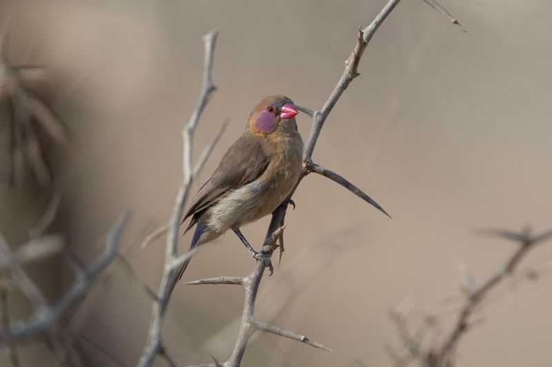 Violet-cheeked Waxbill.  South Africa