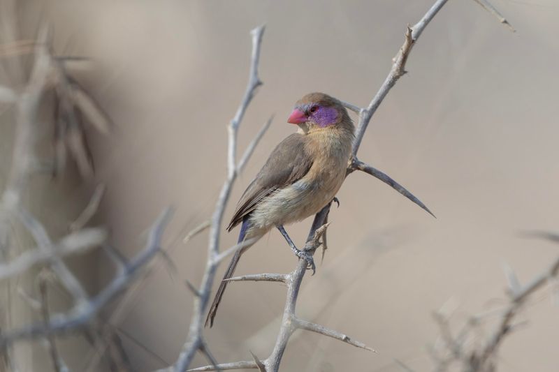 Violet-cheeked Waxbill.  South Africa