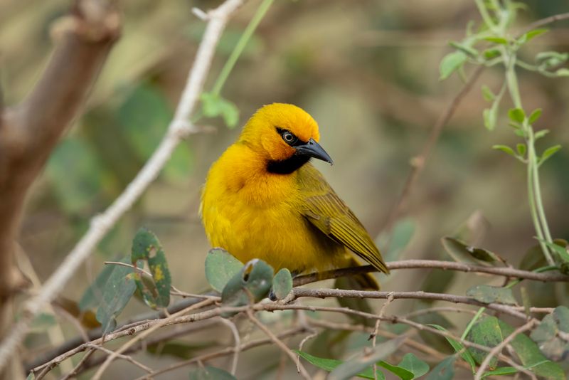 Spectacled Weaver    South Africa