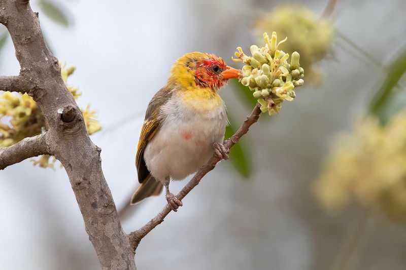 Red-headed Weaver.   South Africa