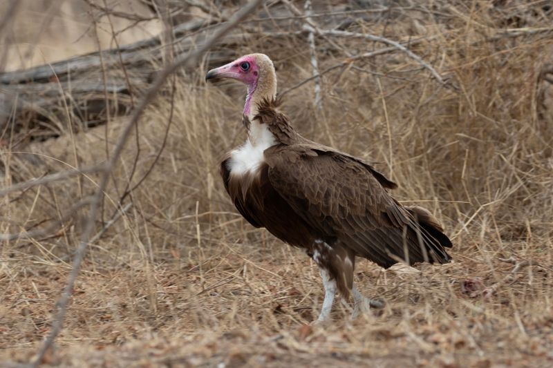 Hooded Vulture   South Africa