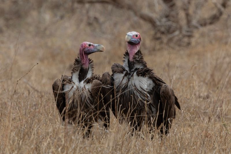 Lappet-faced Vulture.   South Africa