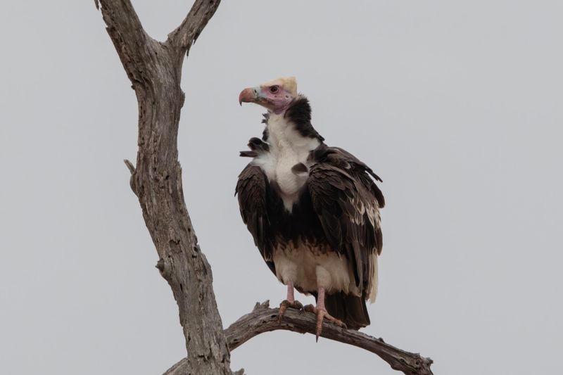White-headed Vulture.    South Africa