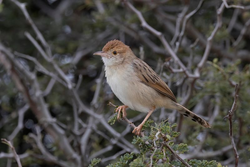 Rattling Cisticola.    South Africa