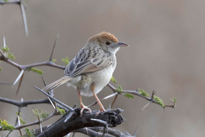 Rattling Cisticola.    South Africa
