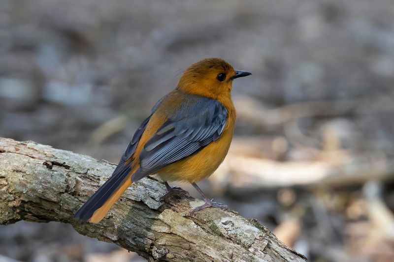 Red-capped Robin-Chat.    South Africa
