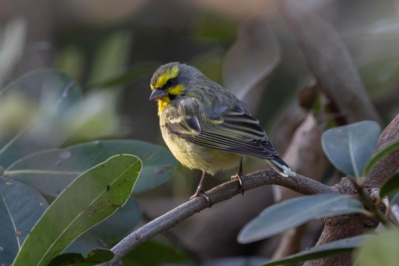 Yellow-fronted Canary   South Africa
