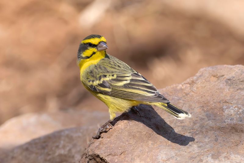 Canary, Yellow-fronted 
