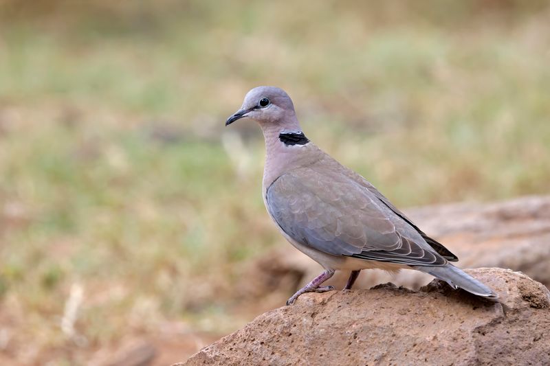 Cape Turtle or Ring-necked Dove.  South Africa