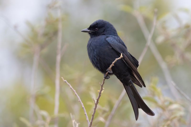 Fork-tailed Drongo   South Africa