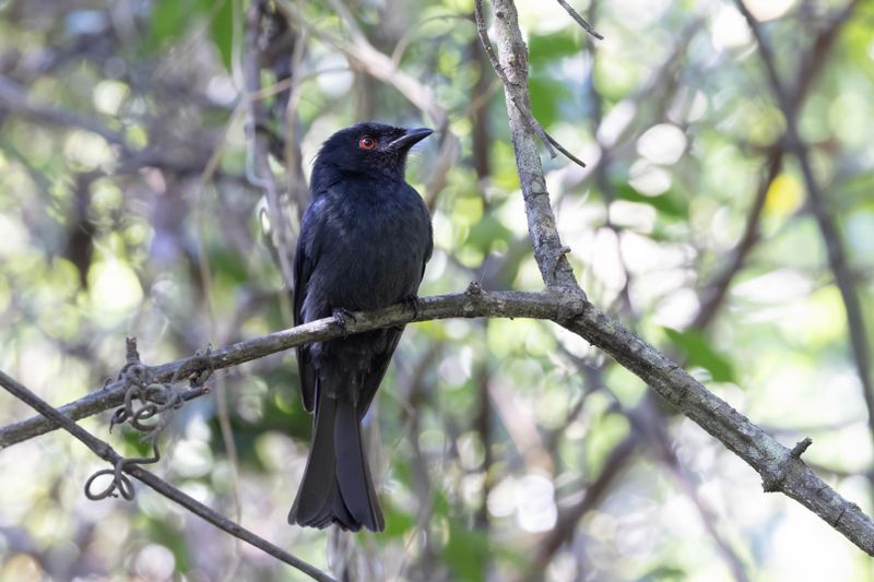 Square-tailed Drongo. South Africa